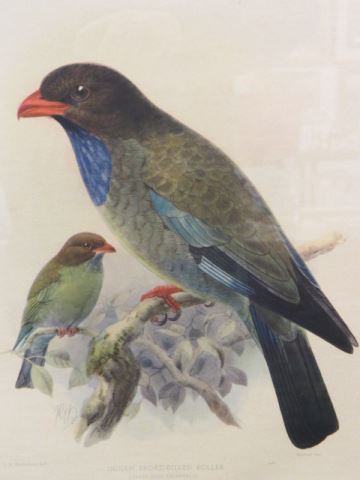 Appraisal: Bird Lithograph Indian Broad-Billed Roller approx X