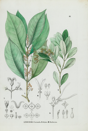 Appraisal: BOTANICAL Group of lovely hand-colored botanical plates from an unidentified