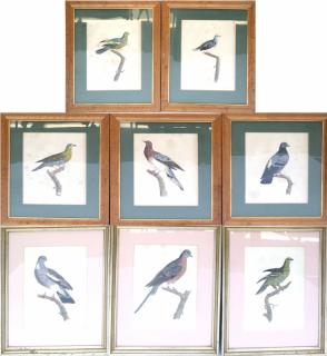 Appraisal: Set of Hand Set of eight hand-colored engravings of pigeons