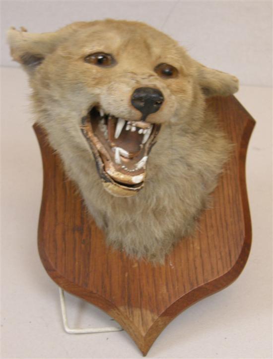 Appraisal: Mounted fox head