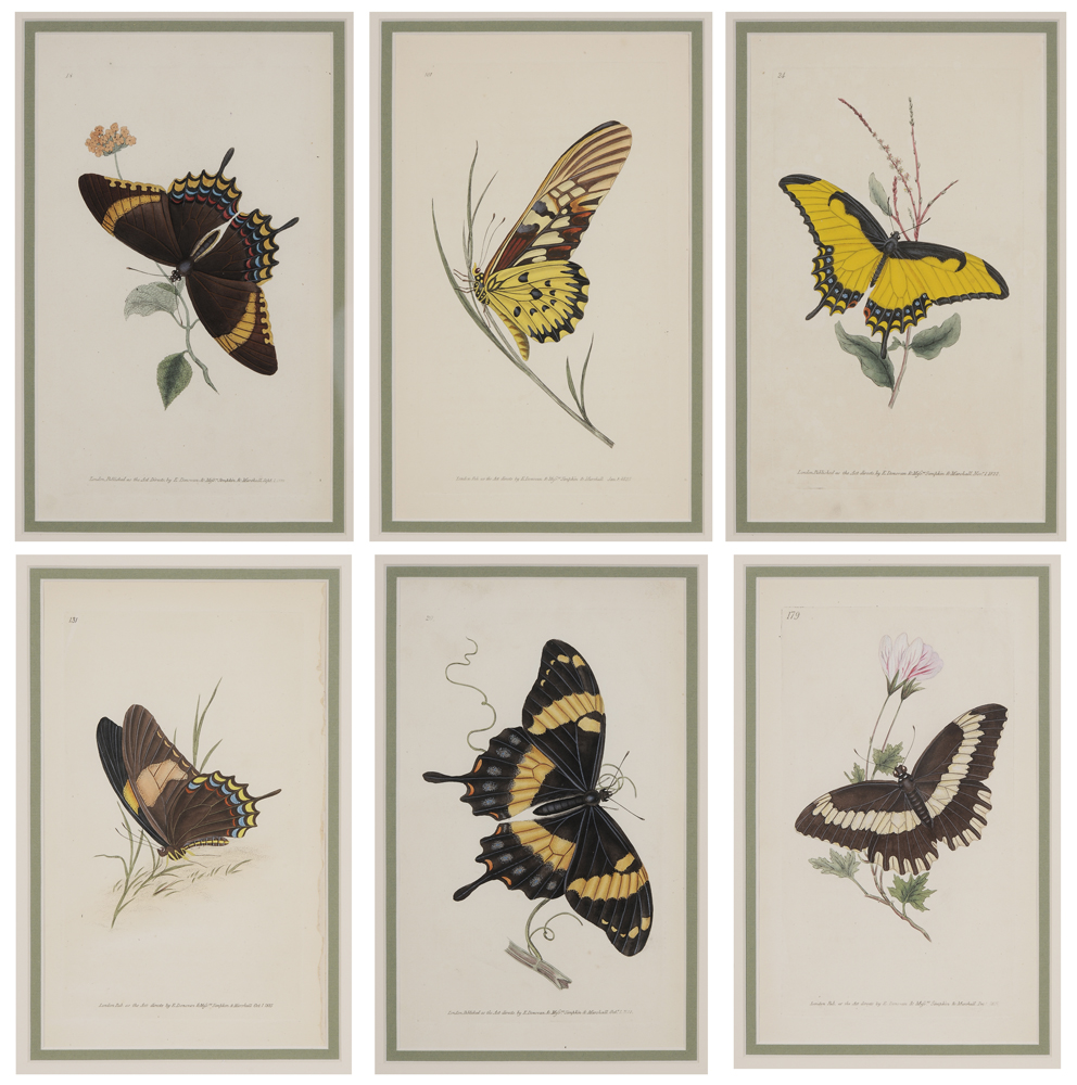 Appraisal: After Edward Donovan British - Six hand-colored engravings of butterflies