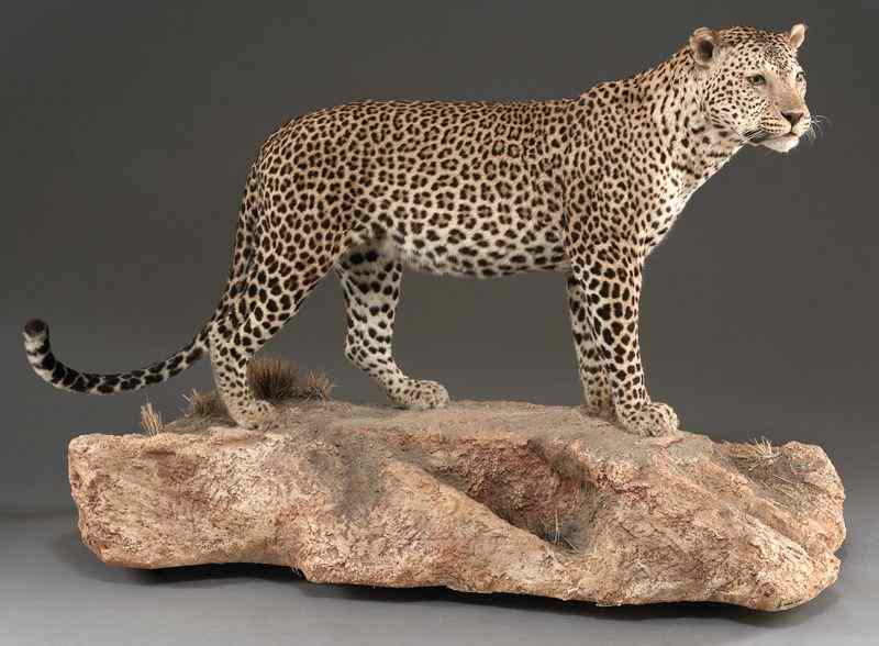 Appraisal: Full size Leopard mount the trophy This item may only