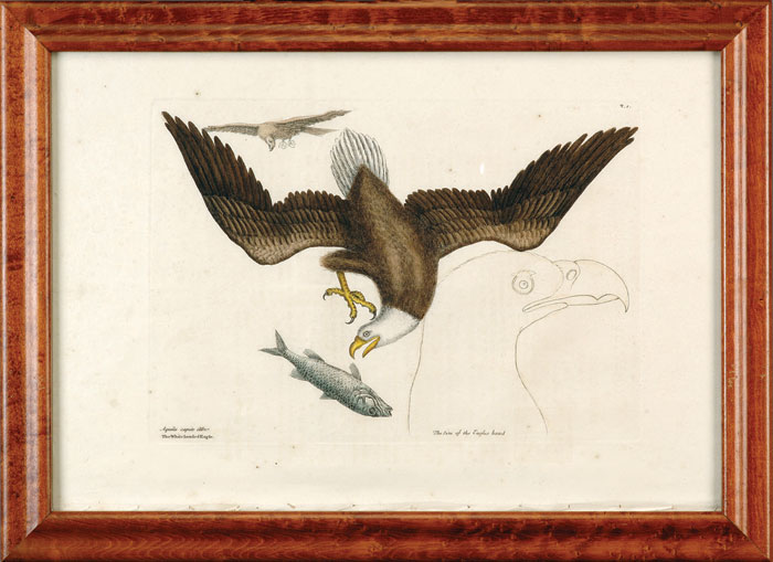 Appraisal: MARK CATESBY AMERICAN - THREE ENGRAVINGS OF BIRDS INCLUDING THE