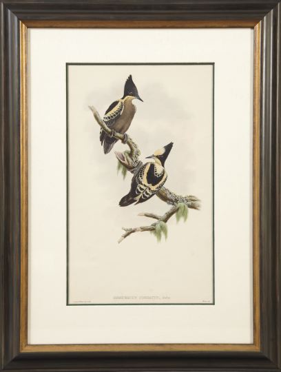 Appraisal: Gould and Hart British th Century Heart-Spotted Woodpecker and Scarlet-Collared