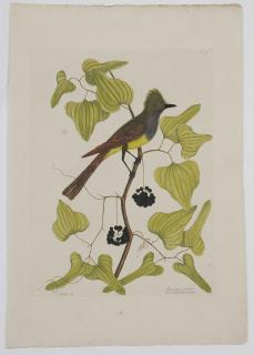 Appraisal: Mark Catesby British - The Crested Fly-catcher T from The