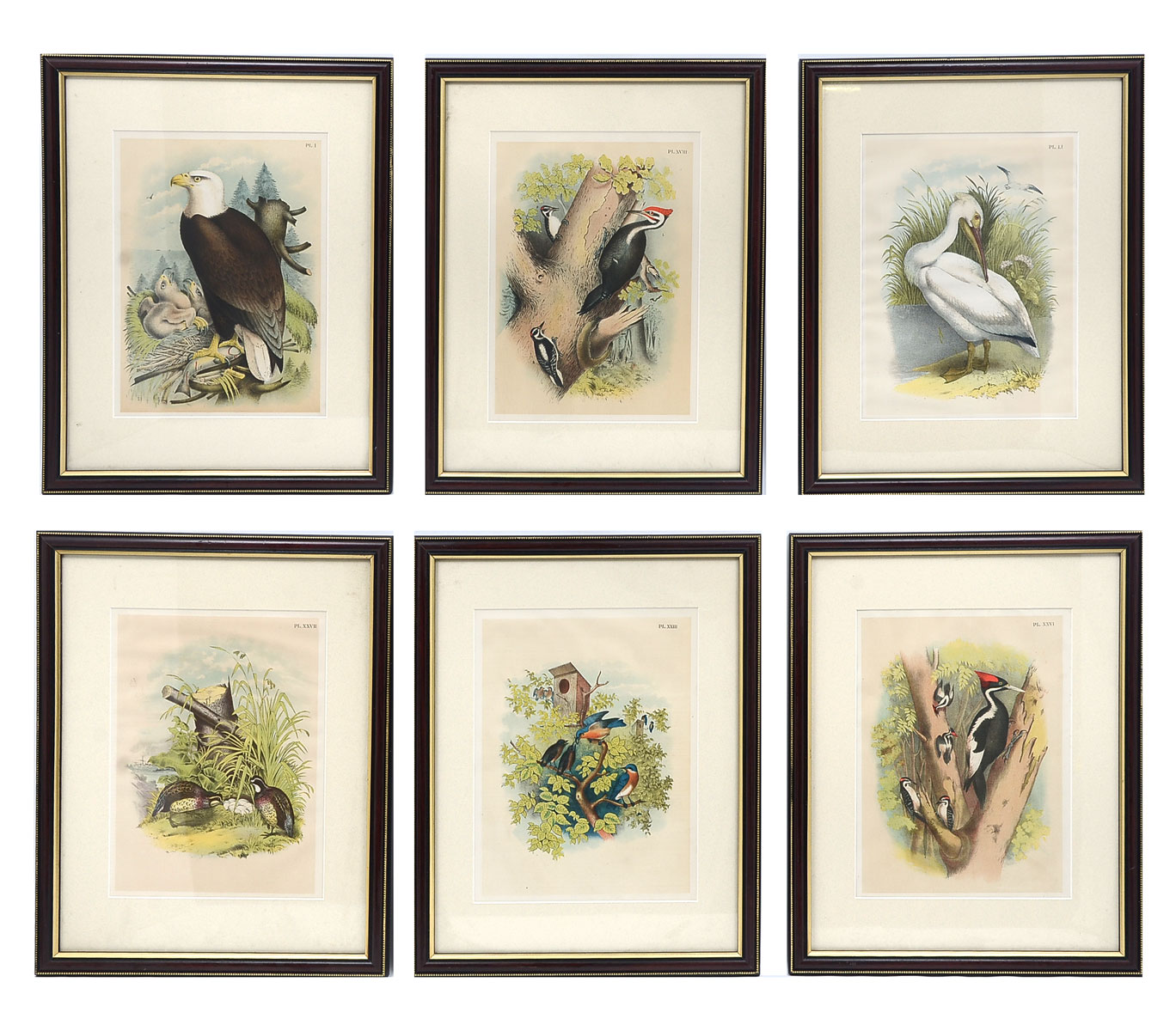 Appraisal: SIX STUDER JASPER LITHOGRAPHS FROM BIRDS OF NORTH AMERICA ''White