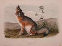 Appraisal: John James Audubon American - Swift Fox No and plate