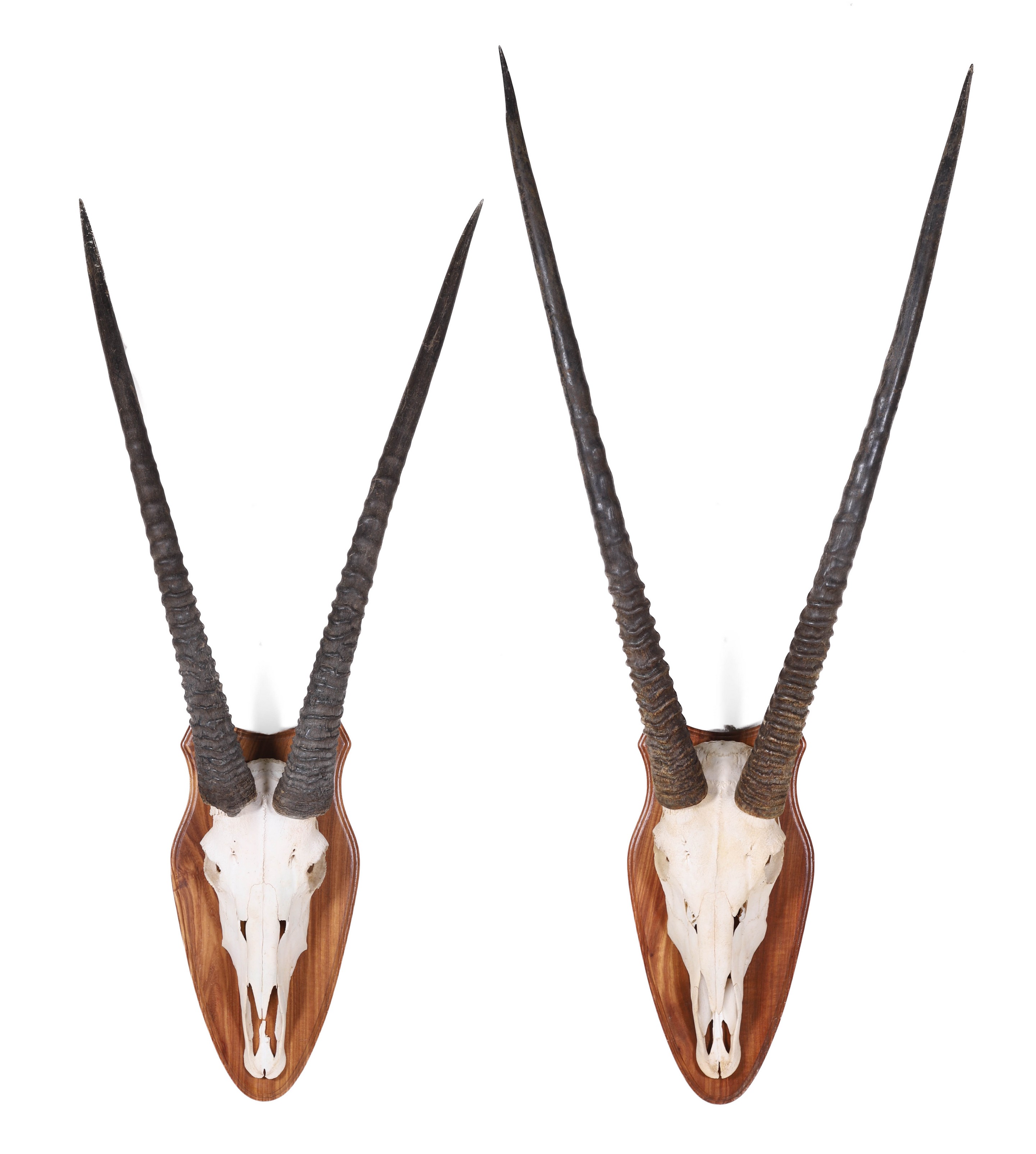 Appraisal: Oryx Gemsbok Skull Mounts with detachable horns on wooden plaques