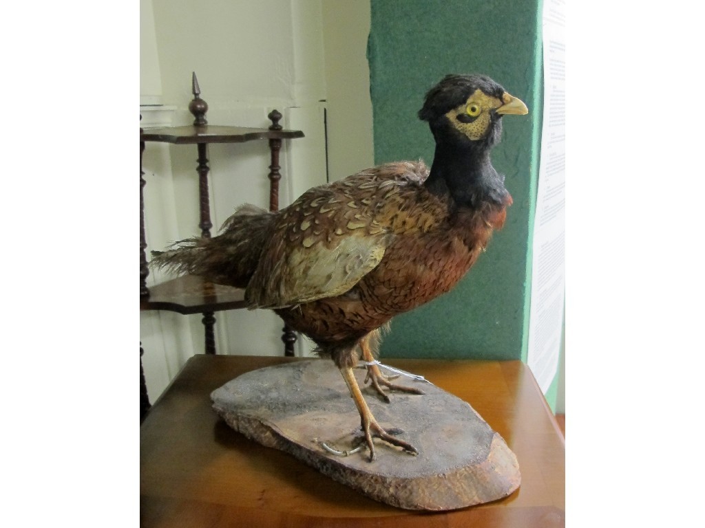 Appraisal: Taxidermy Pheasant on stand