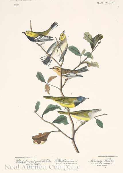 Appraisal: John James Audubon American - Black-Throated Green Warbler Blackburnian W