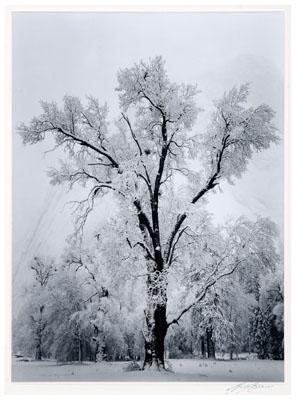 Appraisal: Ansel Adams Yosemite photograph American - silver print quot Oak