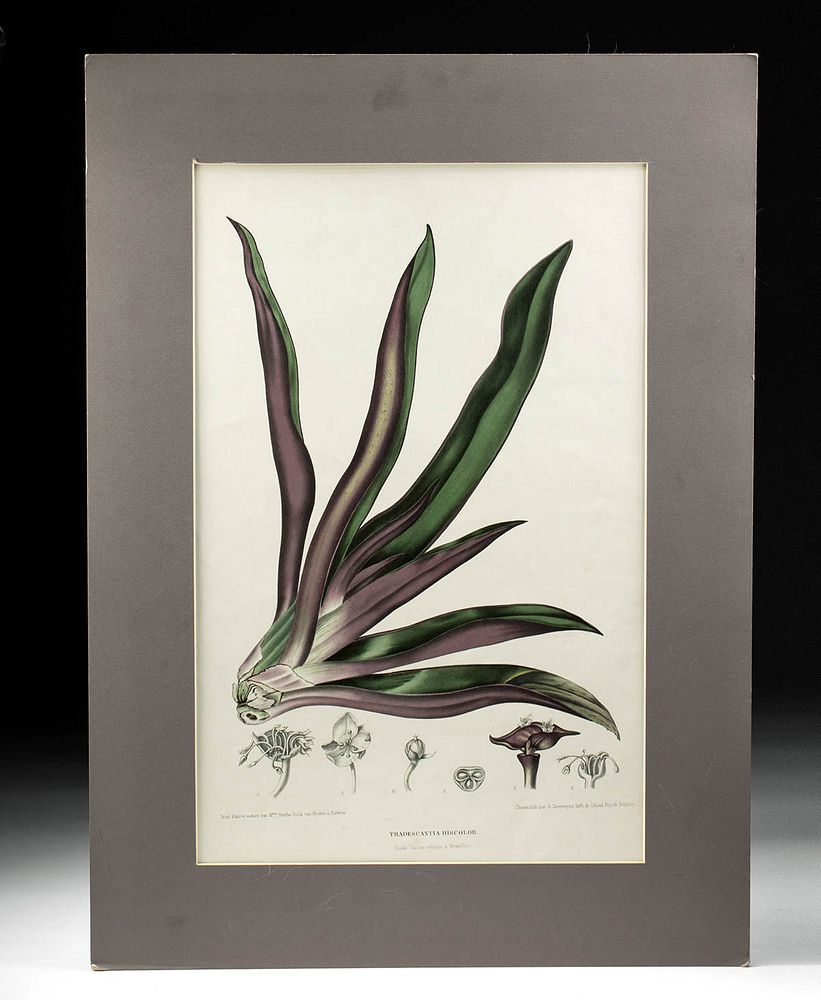 Appraisal: Van Nooten - Boot Lily Chromolithograph ca Artist Berthe Hoola