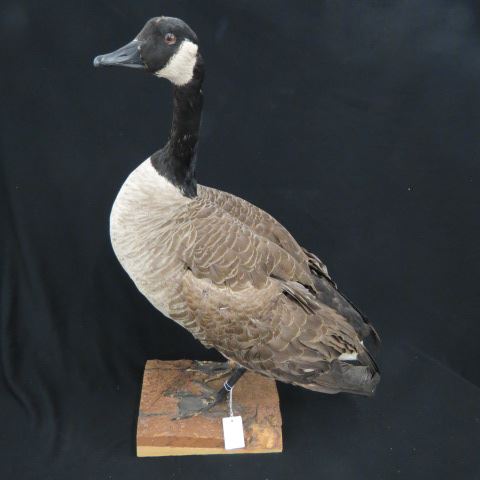 Appraisal: Taxidermy Canadian Goose natural wood base