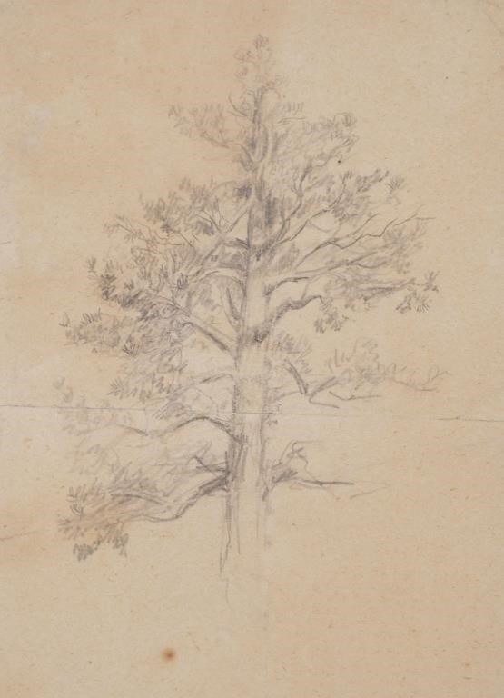 Appraisal: Pencil Drawing Tree by Charles M Russell American - circa