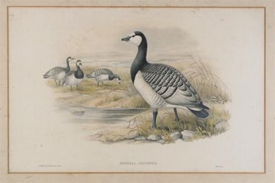 Appraisal: After J Gould and H C Richter Smew Barnacle Goose