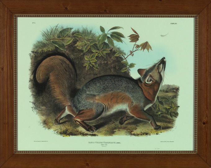 Appraisal: After John James Audubon American - Grey Fox offset chromolithograph