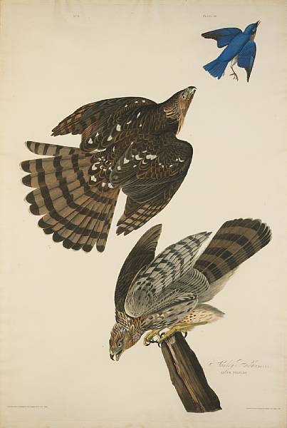 Appraisal: John James Audubon American - Stanley Hawk Astur Stanleii Pl