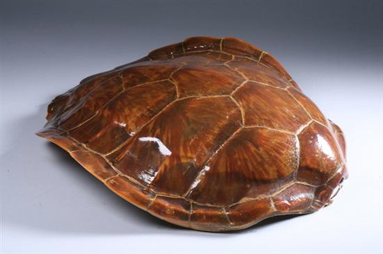 Appraisal: LARGE VICTORIAN POLISHED TORTOISE SHELL th century - in x