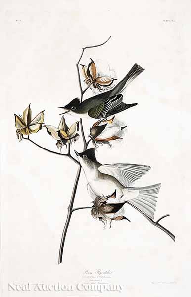 Appraisal: After John James Audubon American - Pewee Flycatcher shown with