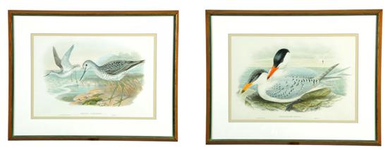 Appraisal: TWO FRAMED BIRD ENGRAVINGS BY GOULD AND RICHTER BRITISH -