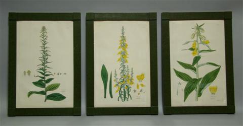 Appraisal: FERD BAUER AND I LINDLEY GROUP OF THREE BOTANICAL ENGRAVINGS