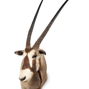 Appraisal: A Shoulder Mount Taxidermy Oryx Height inches