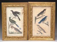 Appraisal: PAIR OF COLORED BIRD PRINTS Probably out of a book