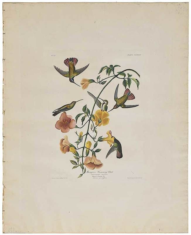 Appraisal: John James Audubon New York - Mangrove Humming Bird Pl