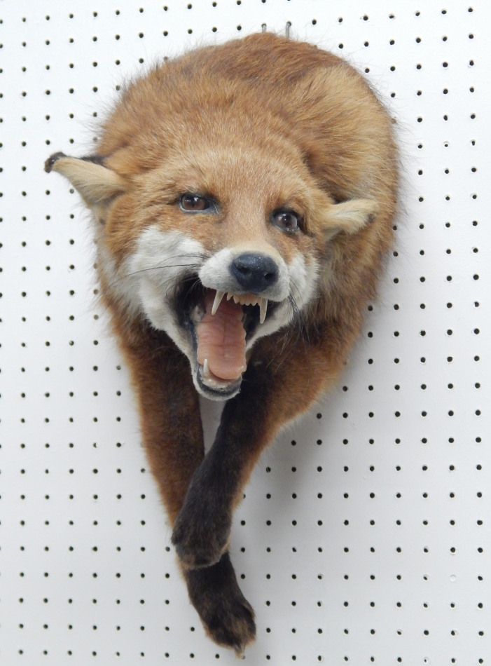 Appraisal: A taxidermied fox head shoulders and forelegs mount cm deep