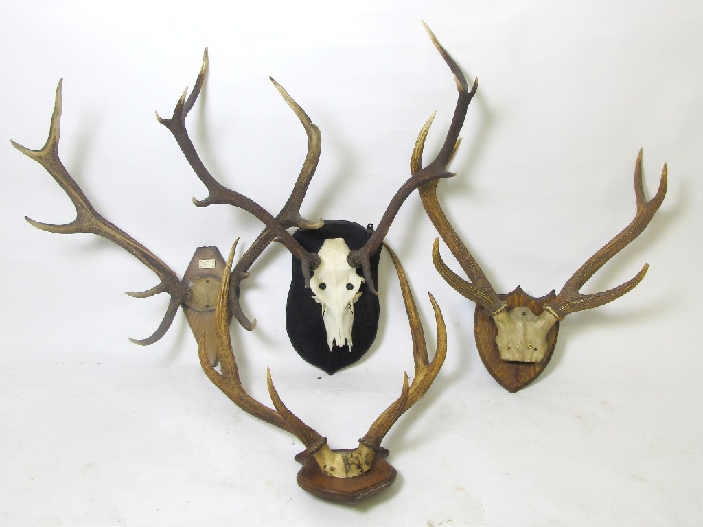 Appraisal: A pair of wall mounting antlers each antler with five