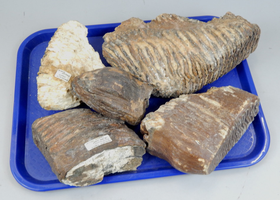 Appraisal: Five sections of fossilized mammoth tooth