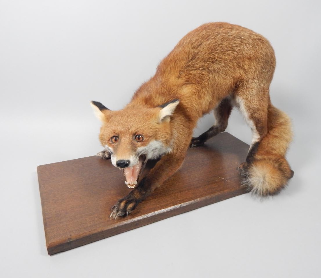 Appraisal: A taxidermied fox on a mahogany base the base cm