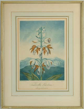 Appraisal: FRAMED BOTANICAL PRINT Tankerville s Limodorun Reinagle Sr painter Roffe