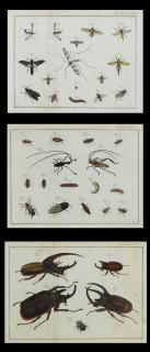 Appraisal: German School Beetles Flying Insects and S German School Beetles