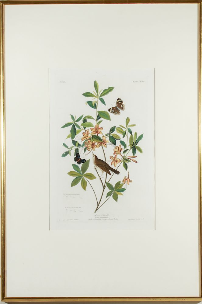 Appraisal: Audubon Swainson s Warbler Hand-Colored Engraving John James Audubon -