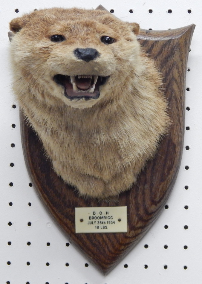 Appraisal: A taxidermied otter by Spicer of Leamington Spa the oak