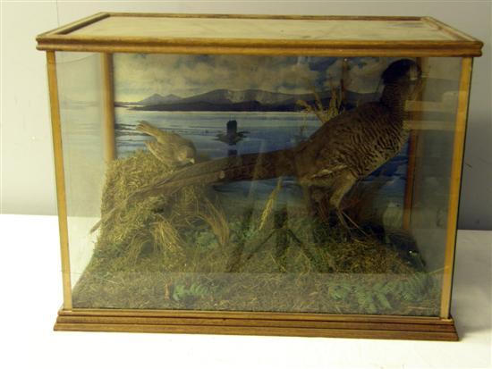 Appraisal: Stuffed pheasant in glass case h w d in