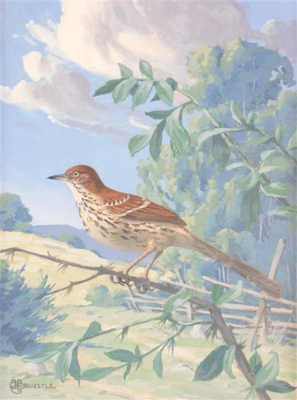 Appraisal: Bertram Bruestle Connecticut - gouache on paper Brown Thrasher brown