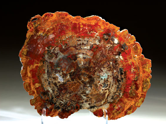 Appraisal: PETRIFIED RAINBOW WOOD Auricorioxylon Arizonicum Triassic Chinle formation Arizona Arizona