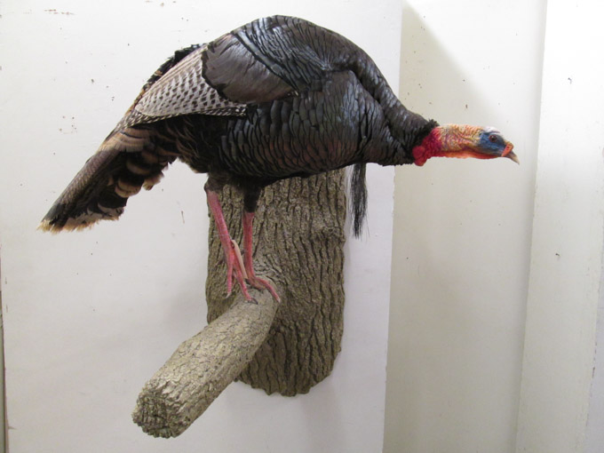 Appraisal: WALL TAXIDERMY MOUNT a full mount wild turkey perched on