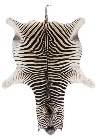 Appraisal: Zebra hide rug trophy grade South Africa approx l inclusive