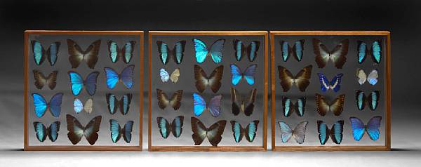 Appraisal: Morpho Caligo Peru Three eye-catching collections of butterflies with specimens