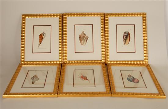 Appraisal: Six F P Nodder Hand-colored Engravings of Shells - London