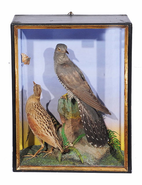 Appraisal: Taxidermy -Cuckoo perched upon a rock with fern decoration and