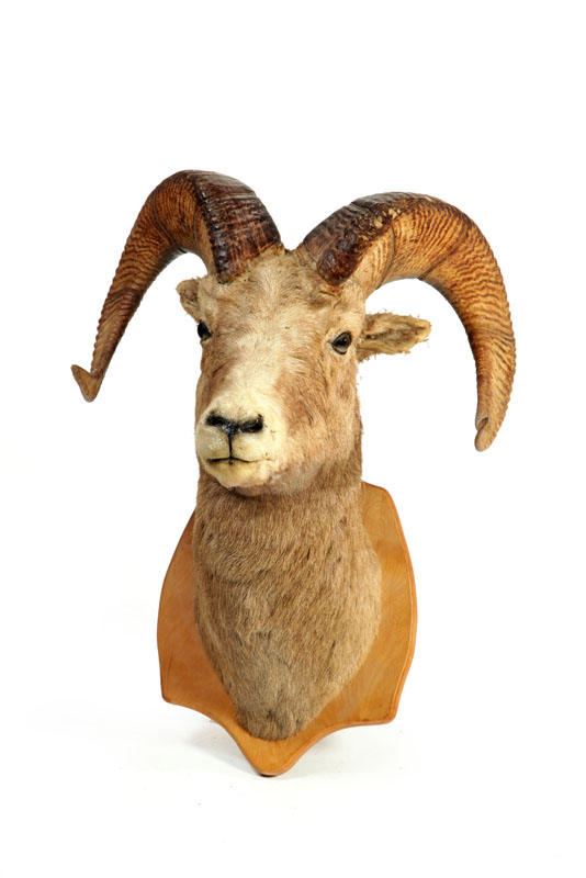 Appraisal: STONE SHEEP TAXIDERMY HEAD MOUNT ''h