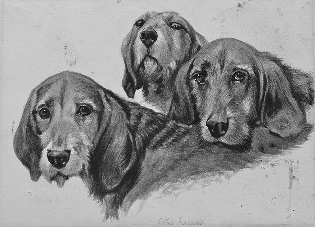 Appraisal: AN EARLY TH CENTURY WATERCOLOUR SKETCH of three otter hounds