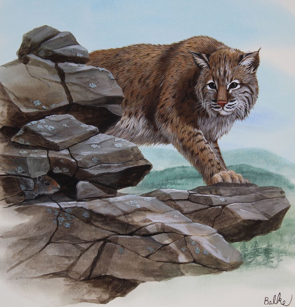 Appraisal: Don Balke B Bobcat Watercolor Don Balke North Carolina B