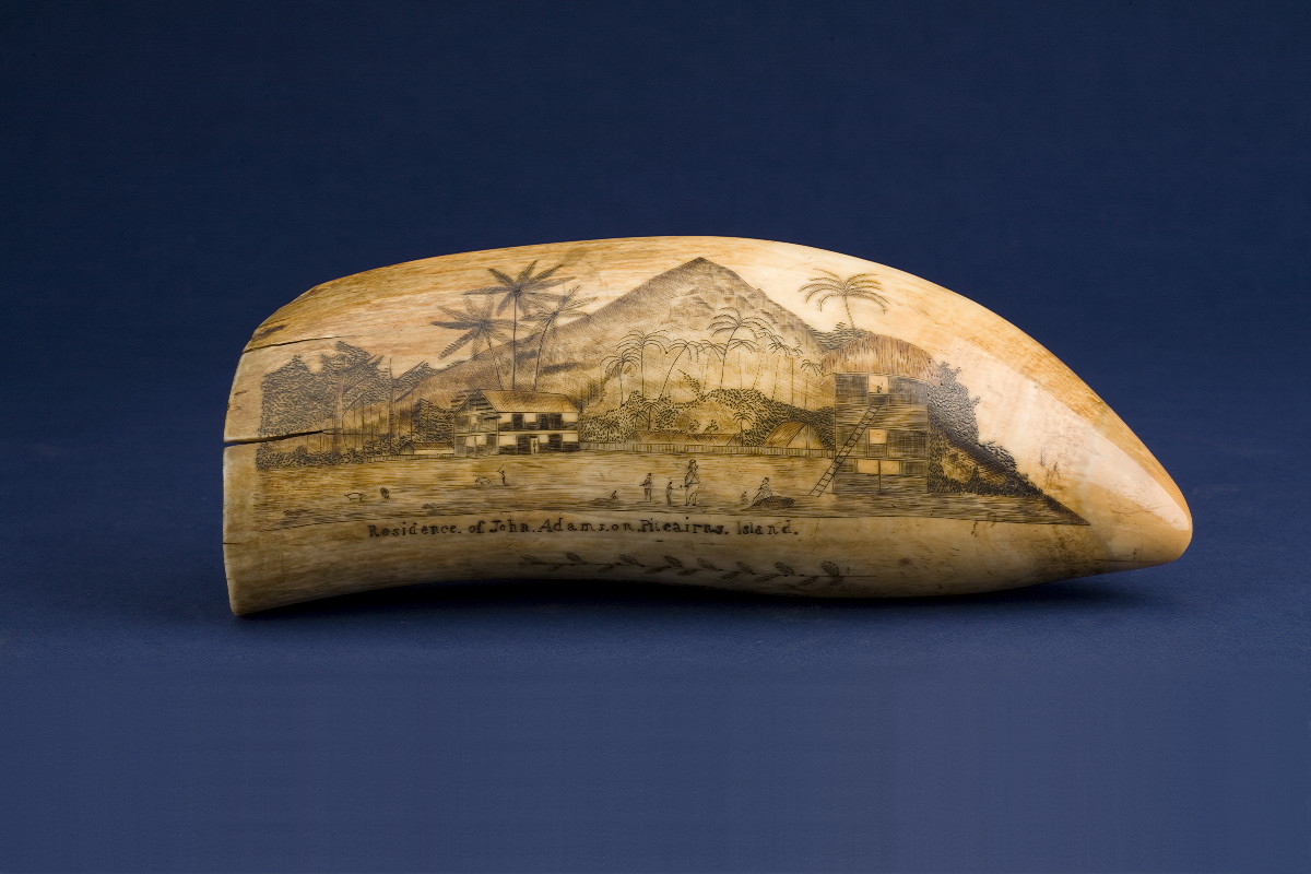 Appraisal: IMPORTANT PITCAIRN ISLAND SCRIMSHAW TOOTH DEPICTING THE RESIDENCE OF JOHN