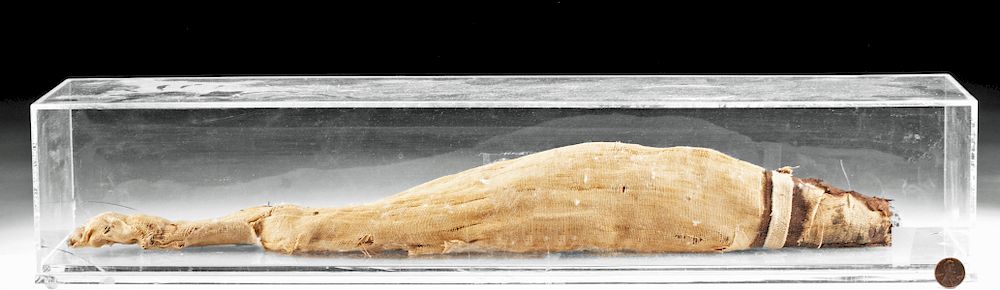 Appraisal: Rare Egyptian Mummy of Fish - Nile Perch w X-Ray