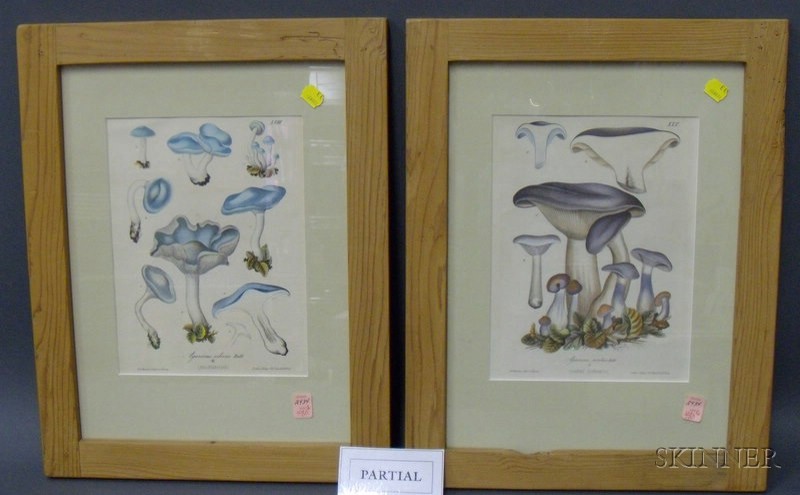 Appraisal: Six Framed Mycological Prints German th century with coloring